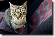 Spolujezdec v aut�