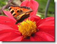 Mot�l� kr�sa zbl�zka