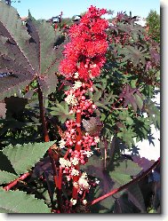 n�zev rostliny nezn�m