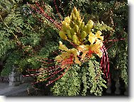 nezn�m� kv�tina