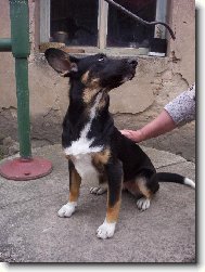 takhle to dopadne kdy� sk���te ber��ka s ov��kem