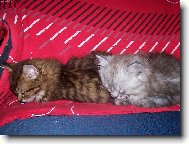 Sp�c� ko�i�ky