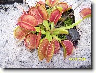 Nebezpe�n� kr�sa