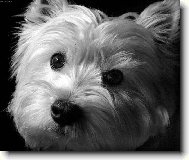 T�i �ern� knofl�ky