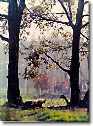 Z�ti�� s lavi�kou