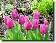 tulip�ny