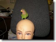 kdepak ty pt��ku hn�zdo m�?