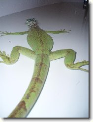 Gonz��ek se koupe