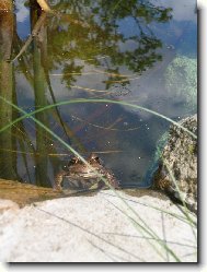 �ab�k v jez�rku na zahrad�