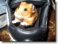 Na�e Hryzalka - v�udybylka