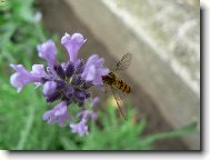 Osv�uj�c� sn�dan� vosi�ky