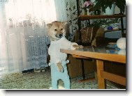 �ibalsk� li��k