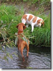 Poj� do vody...ani n�hodou!