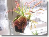 maso�rav� rosnatky