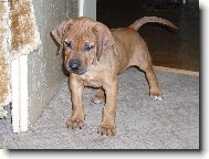 Rhodesk� ridgeback