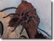 M�j mazl��ek Jul�a