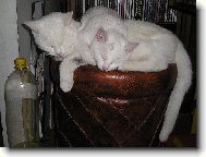 Kocou�i v objet�