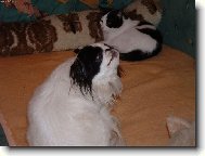 Kdo je ko�ka a kdo pes