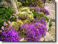 vesel� pichlav� z�hon