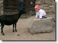 kozo m�������