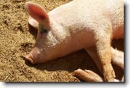 Jako prase v �it�