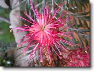 tropick� rostlinka