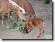 To jsou na�e lopuchy