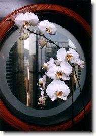 B�l� kv�t z Hongkongu