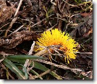 Posledn� pampeli�ka