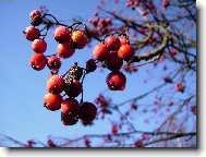 �esk� je�abiny