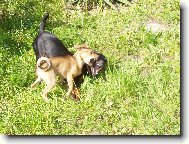 Argo a Pin�a