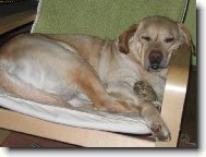ned�ln� siesta