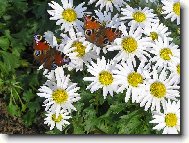 kopretina skalkov�