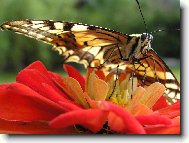 Ochm��en� sos��ek