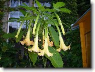 Nelenilo se ani durman�m