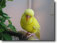 Je to �lut�,ale kan�rek to nen�.Co je to?