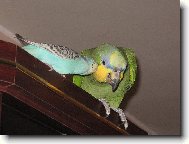 Tro�i�ku ti na�echr�m pe��