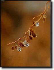 �perky na v�tvi�ce