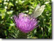 Mot�lek na bodl�ku