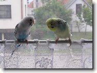 Naklon�n� l�ska