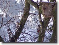 Strakapoudi na strom�