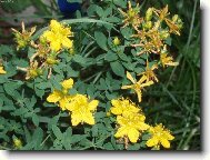 T�ezalka te�kovan�