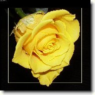 Orosen� r��e