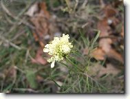 Prosincov� zlatovl�ska na P�lavsk�m kope�ku