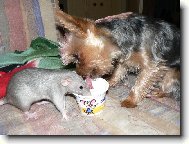 P��telstv� mezi psem a potkanem