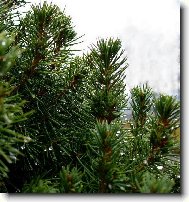 kapky na jehli��