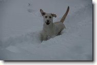 Co si tochu zaplavat ve sn�hu...