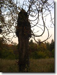 Modl�c� se strom