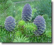 �i�ky korejsk� jedle