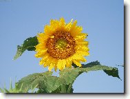 Jsem Sluncem a domovem pro mnoho v�el...